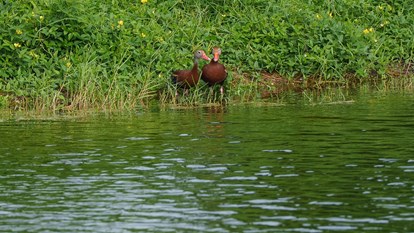 Creating Bird Rookeries 3