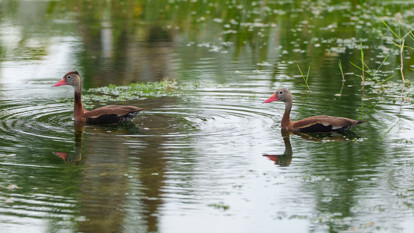 Creating Bird Rookeries  5
