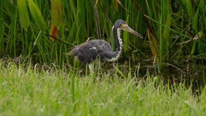 Creating Bird Rookeries 6