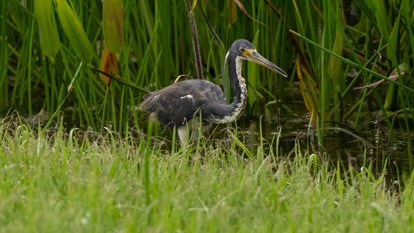 creating bird rookeries  6